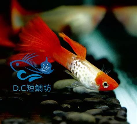 紅色觀賞魚|丹頂紅孔雀魚: 養殖、護理與美麗的室內觀賞水族魚